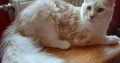 Maine coon kandúr Enzo