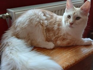 Maine coon kandúr Enzo