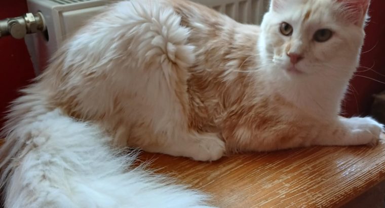 Maine coon kandúr Enzo