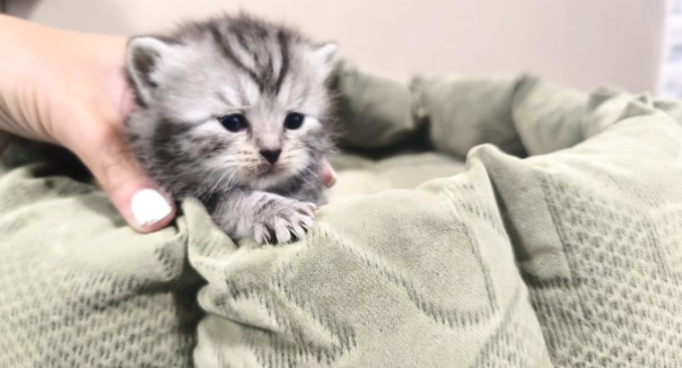 Whiskas mintás királylány