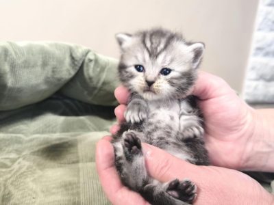 Whiskas mintás királylány