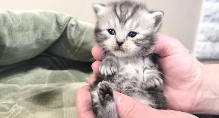 Whiskas mintás királylány