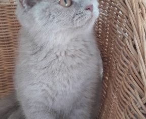 Brit lila kislány