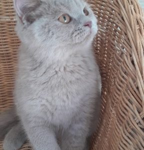 Brit lila kislány