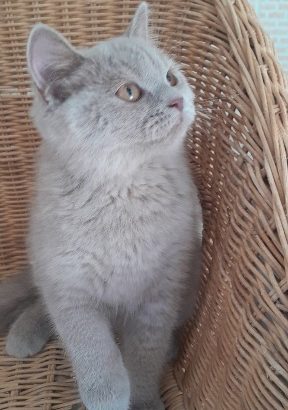 Brit lila kislány
