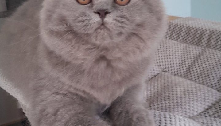 Brit kék kislány