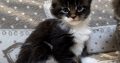 Jamina Maine Coon kiscica