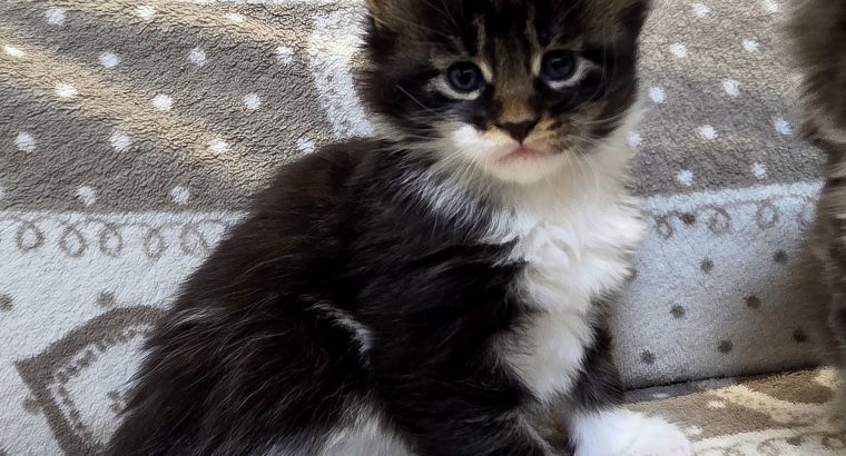 Jamina Maine Coon kiscica