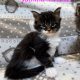 Jamina Maine Coon kiscica
