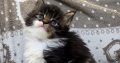 Jamina Maine Coon kiscica