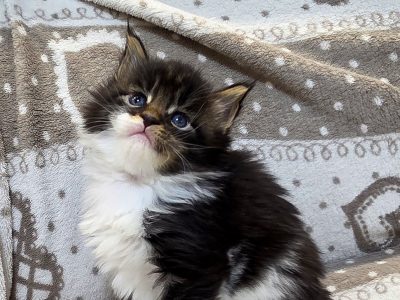 Jamina Maine Coon kiscica
