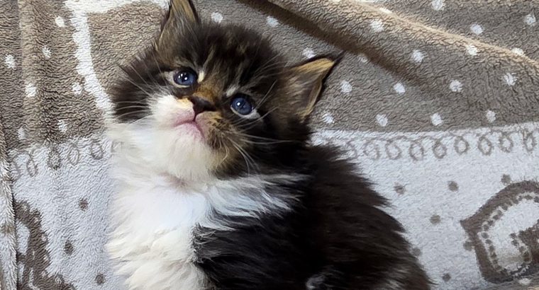 Jamina Maine Coon kiscica