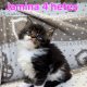 Jamina Maine Coon kiscica