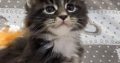 Jeromos Maine Coon kiscica