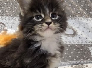 Jeromos Maine Coon kiscica