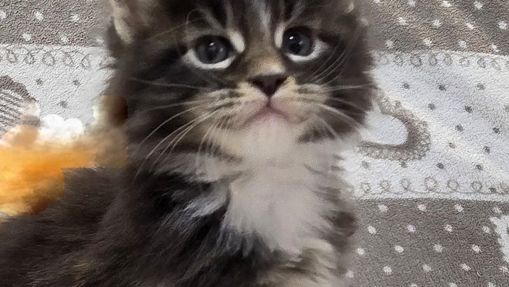 Jeromos Maine Coon kiscica