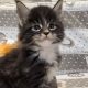 Jeromos Maine Coon kiscica