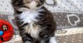Jeromos Maine Coon kiscica