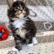 Jeromos Maine Coon kiscica