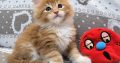 Jamison Maine Coon kiscica