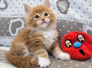 Jamison Maine Coon kiscica