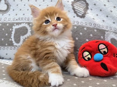 Jamison Maine Coon kiscica
