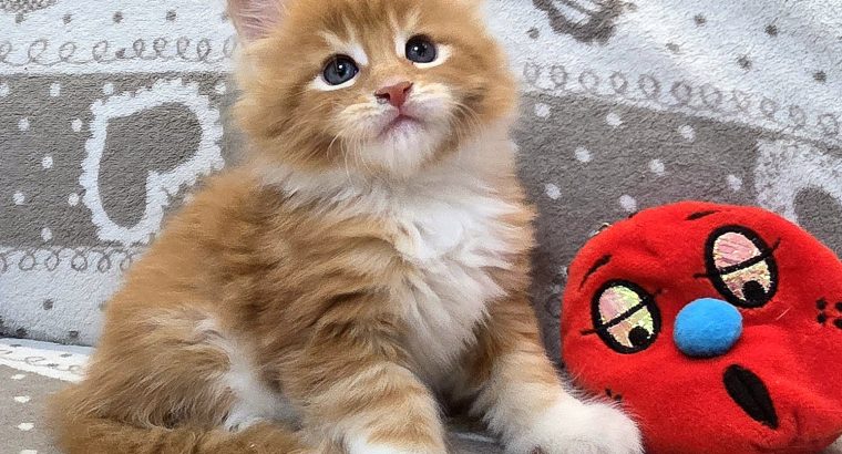 Jamison Maine Coon kiscica