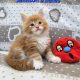 Jamison Maine Coon kiscica