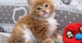 Jamison Maine Coon kiscica