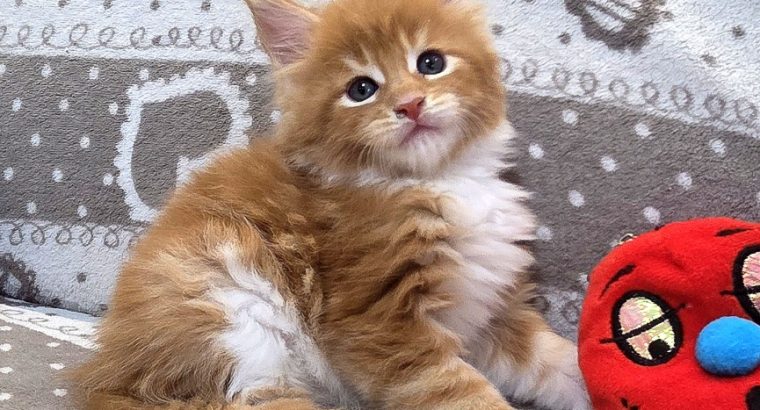 Jamison Maine Coon kiscica