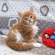 Jamison Maine Coon kiscica