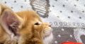 Jamison Maine Coon kiscica