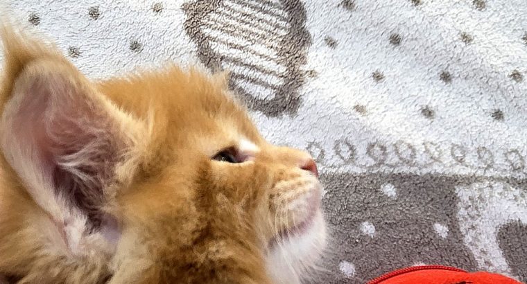 Jamison Maine Coon kiscica