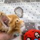 Jamison Maine Coon kiscica