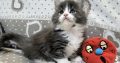 Jupiter Maine Coon kiscica