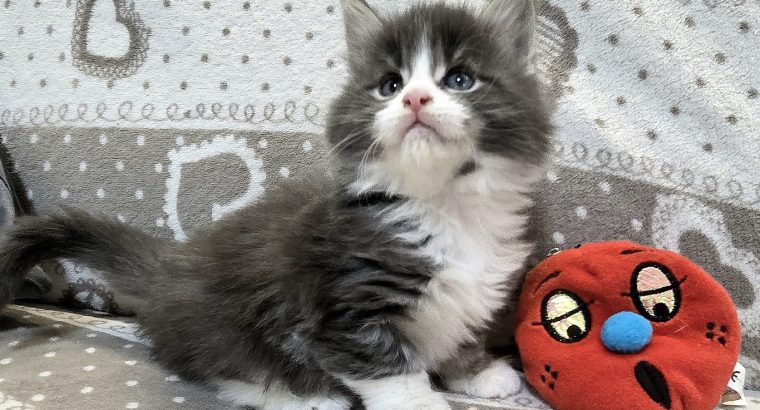 Jupiter Maine Coon kiscica