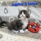 Jupiter Maine Coon kiscica