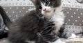 Jupiter Maine Coon kiscica