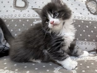 Jupiter Maine Coon kiscica
