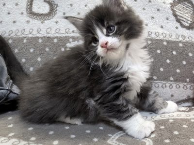 Jupiter Maine Coon kiscica