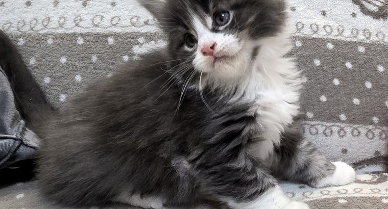 Jupiter Maine Coon kiscica