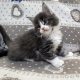 Jupiter Maine Coon kiscica