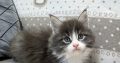 Jupiter Maine Coon kiscica
