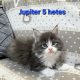 Jupiter Maine Coon kiscica