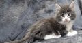 Jupiter Maine Coon kiscica