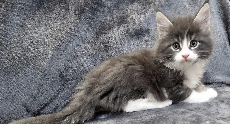 Jupiter Maine Coon kiscica