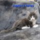 Jupiter Maine Coon kiscica