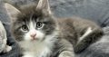 Jupiter Maine Coon kiscica