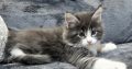 Jupiter Maine Coon kiscica