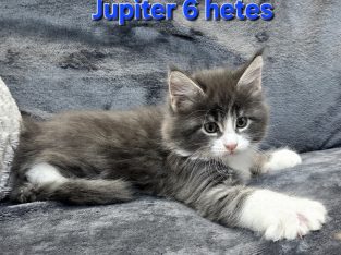 Jupiter Maine Coon kiscica